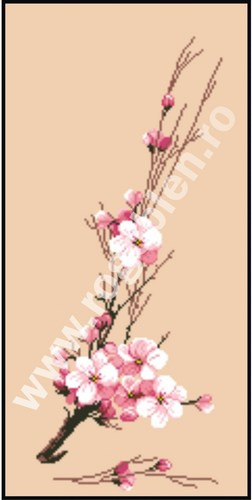 Cherry Blossom
