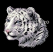 Goblen - White Tiger